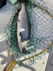 Super Mint UV for Salmon