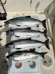 Mayhem UV for Salmon