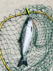 Mayhem UV for Salmon