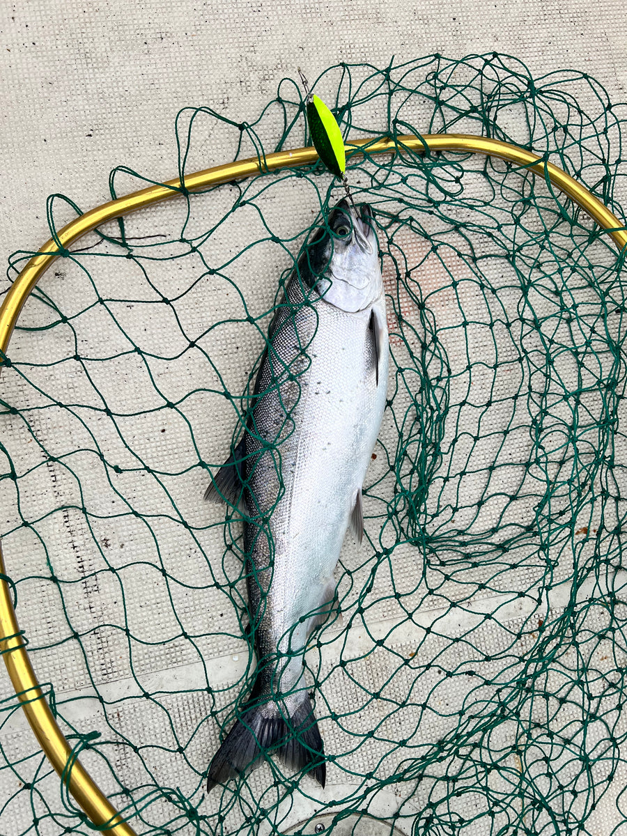 Mayhem UV for Salmon
